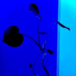 “Blue night”. Original photography. Signed by artist